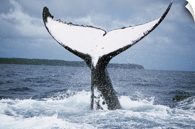 Humpback Whale (Megaptera novaeangliae) tail, Tonga