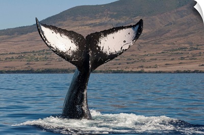 Humpback Whale tail, Maui, Hawaii