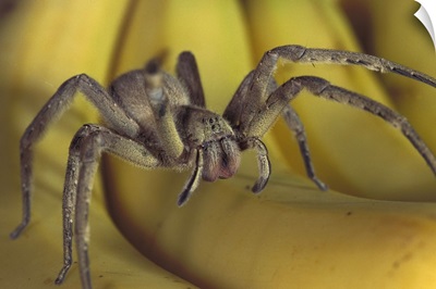 Hunting Spider walking on Bananas, native to Central America
