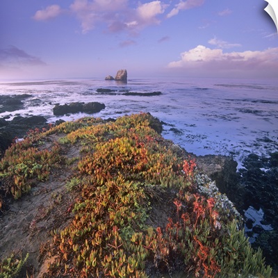 Iceplant (Mesembryanthemum sp) covering coastal rocks, Point Piedras Blancas, California