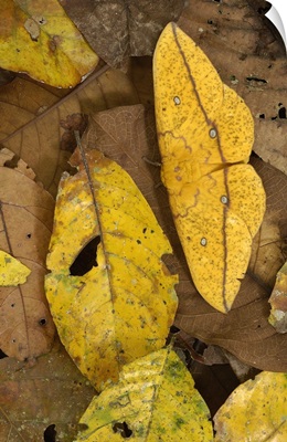 Imperial Moth (Eacles imperialis) camouflaged in leaf litter in rainforest