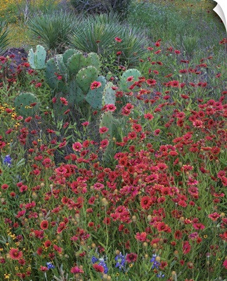 Indian Blanket Flowers And Opuntia Cacti, Inks Lake State Park, Texas