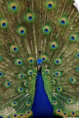 Indian Peafowl male in full display