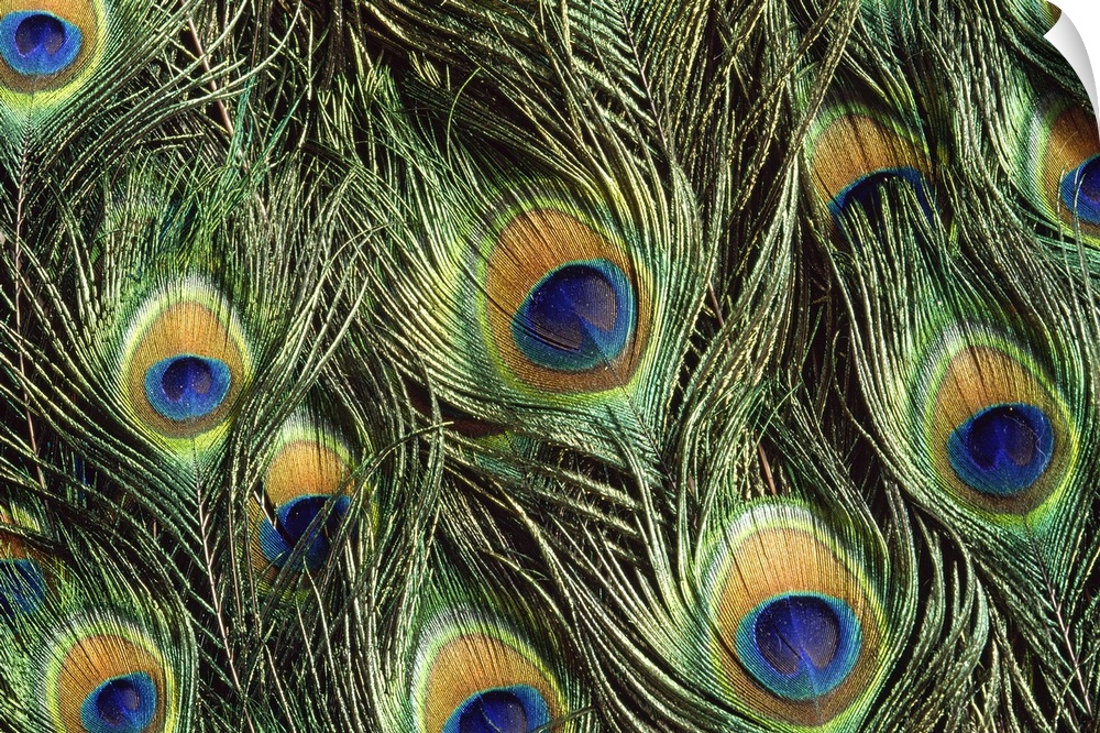 Large, landscape, close up photograph of the colorful, shimmering feathers of a peacock, flowing into one another.