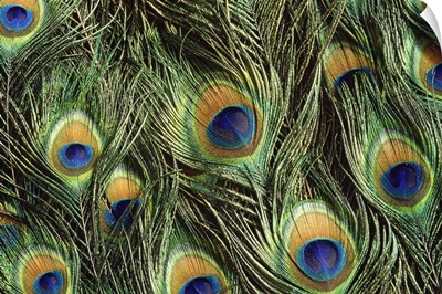 Indian Peafowl (Pavo cristatus) display feathers, native to India and southeast Asia