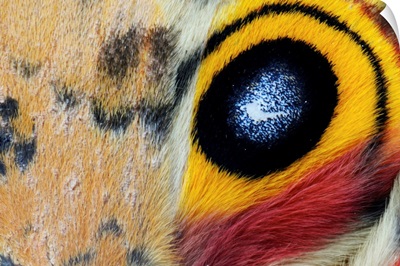 Io Moth (Automeris io) Wing with Eye-spot, Texas