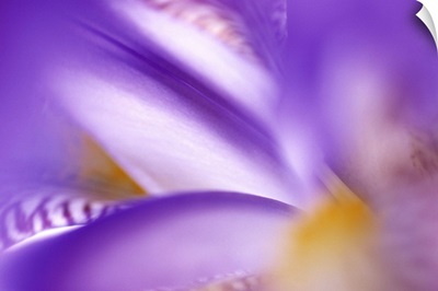 Iris (Iris sp) abstract close up