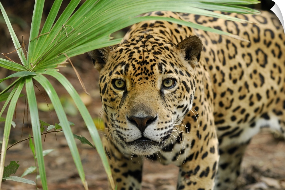 Jaguar (Panthera onca) peering through brush, Belize