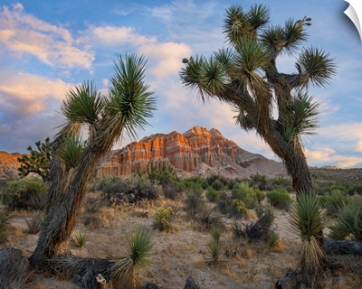 Joshua Trees And Cliffs, Red Rock Canyon State Park, California