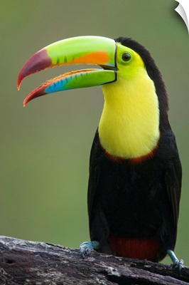 Keel-billed Toucan calling, northern Costa Rica