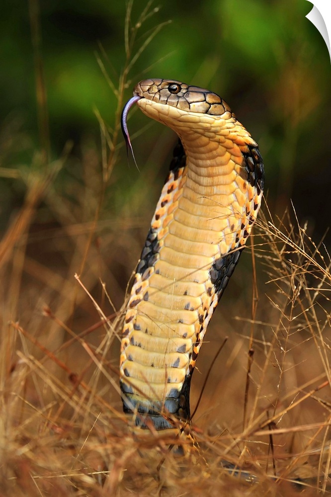 King Cobra (Ophiophagus hannah) in defensive posture, Agumbe Rainforest Research Station, Western Ghats, India.