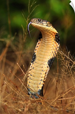 King Cobra in defensive posture, Western Ghats, India