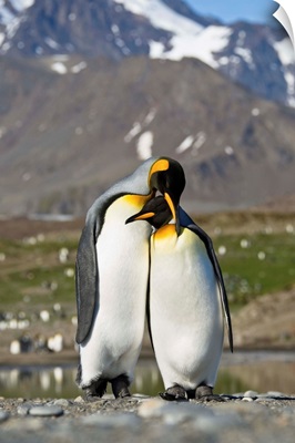 King Penguin pair courting, St Andrew's Bay, South Georgia Island