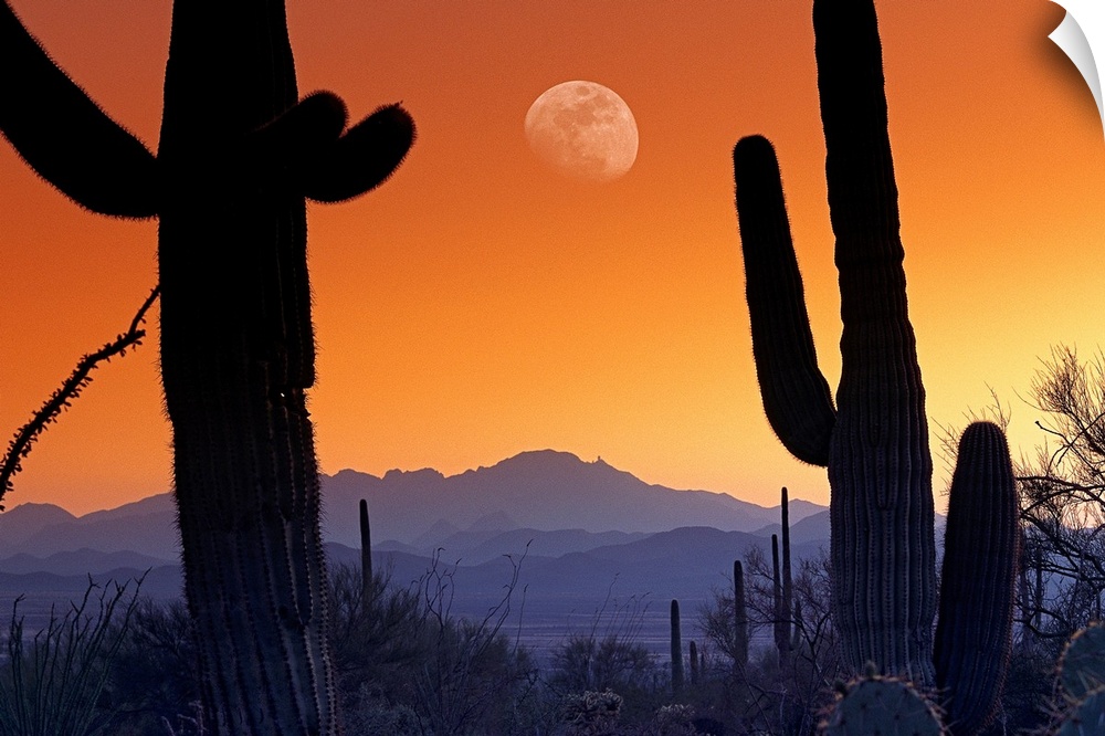 Big canvas photo of cacti silhouetted against a sunset in the desert with a big moon.