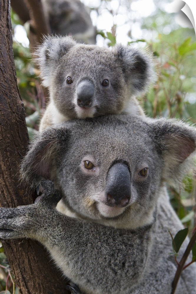 Koala .Phascolarctos cinereus.Mother and ten-month-old joey.Queensland, Australia.*Captive