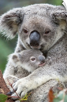 Koala mother holding eight month old joey, Queensland, Australia