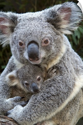 Koala mother holding eight-month-old joey, Queensland, Australia