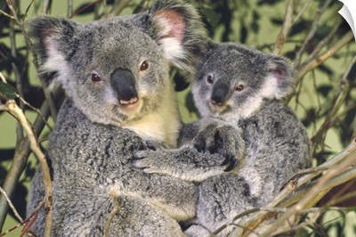 Koala mother with joey, eastern temperate Australia