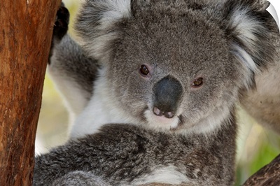 Koala (Phastolarctos cinereus), Victoria, Australia
