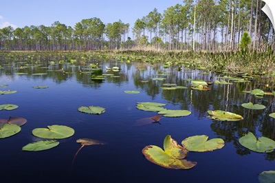 Lake with lily pads, southern Florida