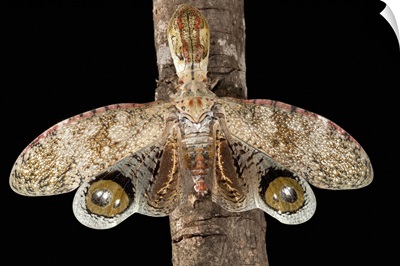 Lantern Bug (Fulgora laternaria) with eye spots, Barro Colorado Island, Panama