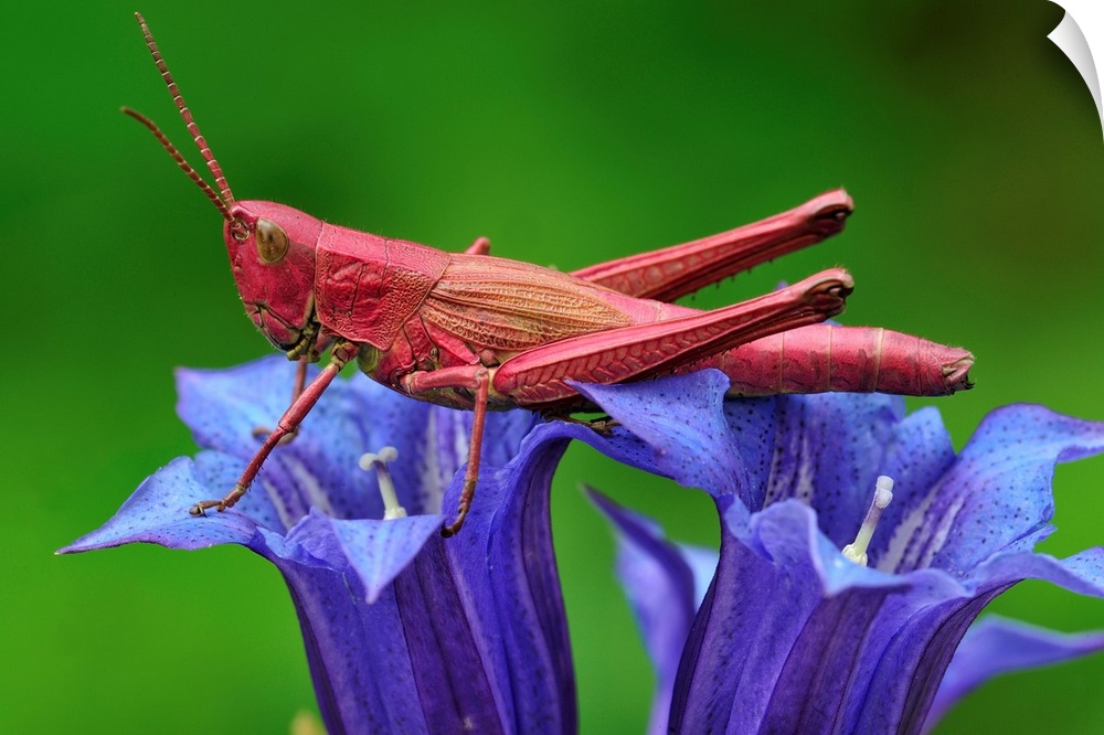 Large Gold Grasshopper - female - on gentian - red colouration - Switzerland