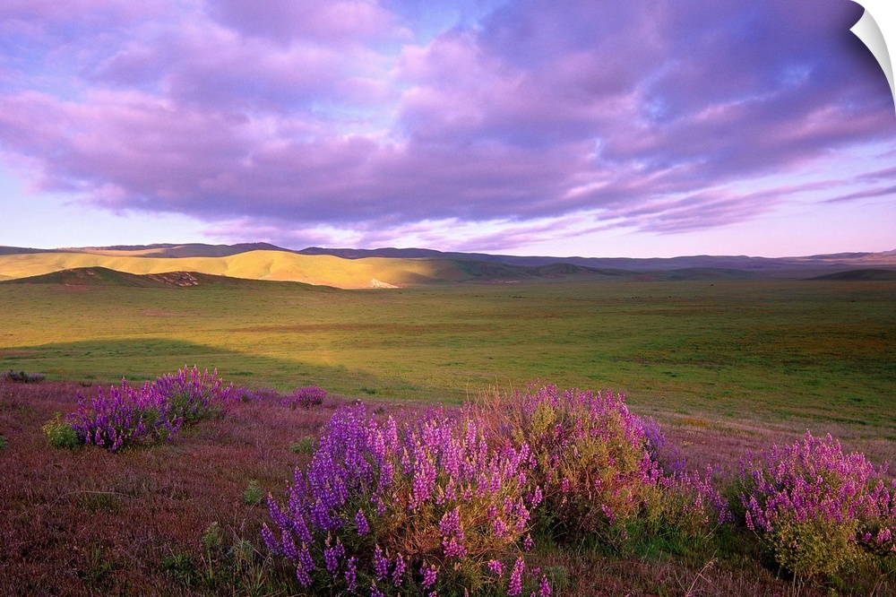 Large-leaved Lupine in bloom, Carrizo Plain National Monument, California