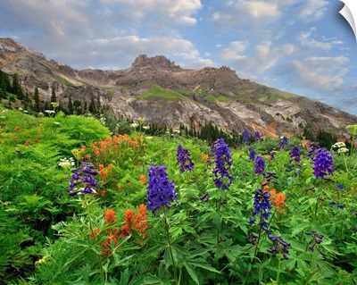 Larkspur And Paintbrush Flowering, Yankee Boy Basin, San Juan Mountains, Colorado