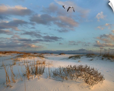 Laughing Gulls Flying Over Coastal Dunes, Gulf Islands National Seashore, Florida