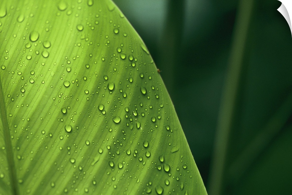 This is a close up photograph of water collecting on a broad tropical leaf and an out of focus background.