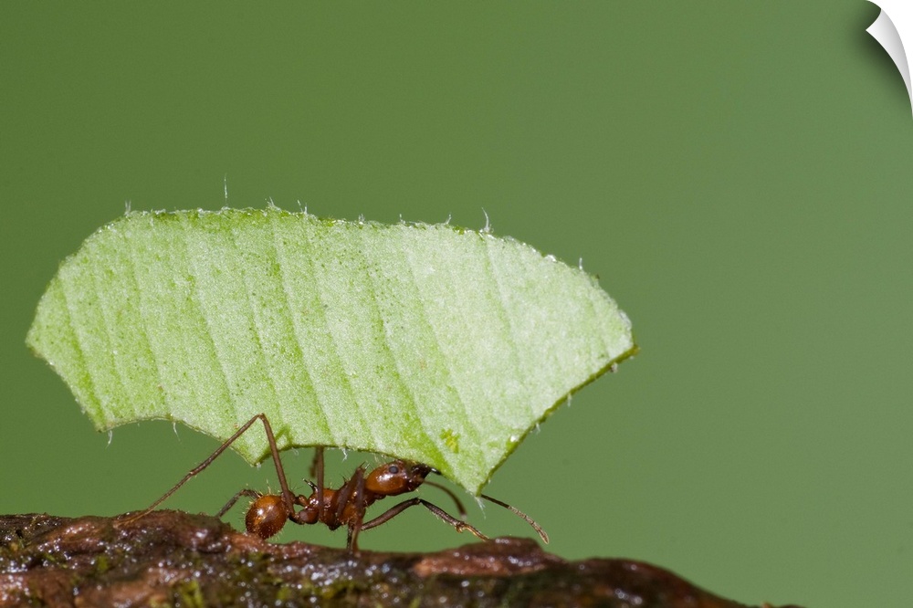 leaf-cutter ants, macro, insect, costa rica,