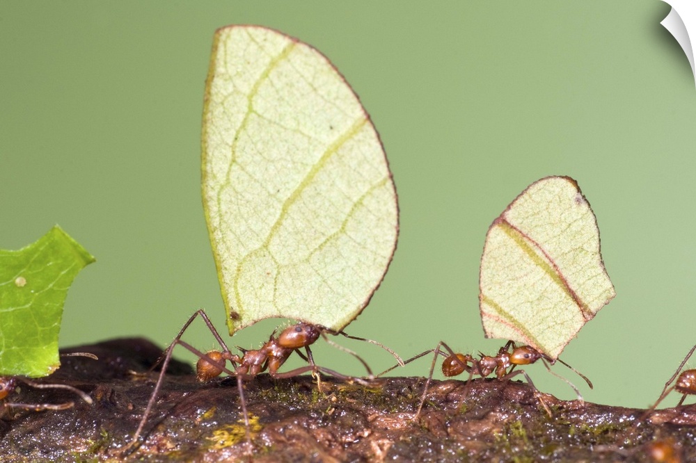 leaf-cutter ants, macro, insect, costa rica,