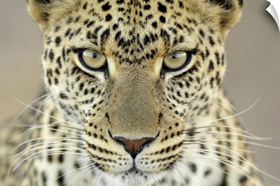 Leopard (Panthera pardus) female, Serengeti National Park, Tanzania