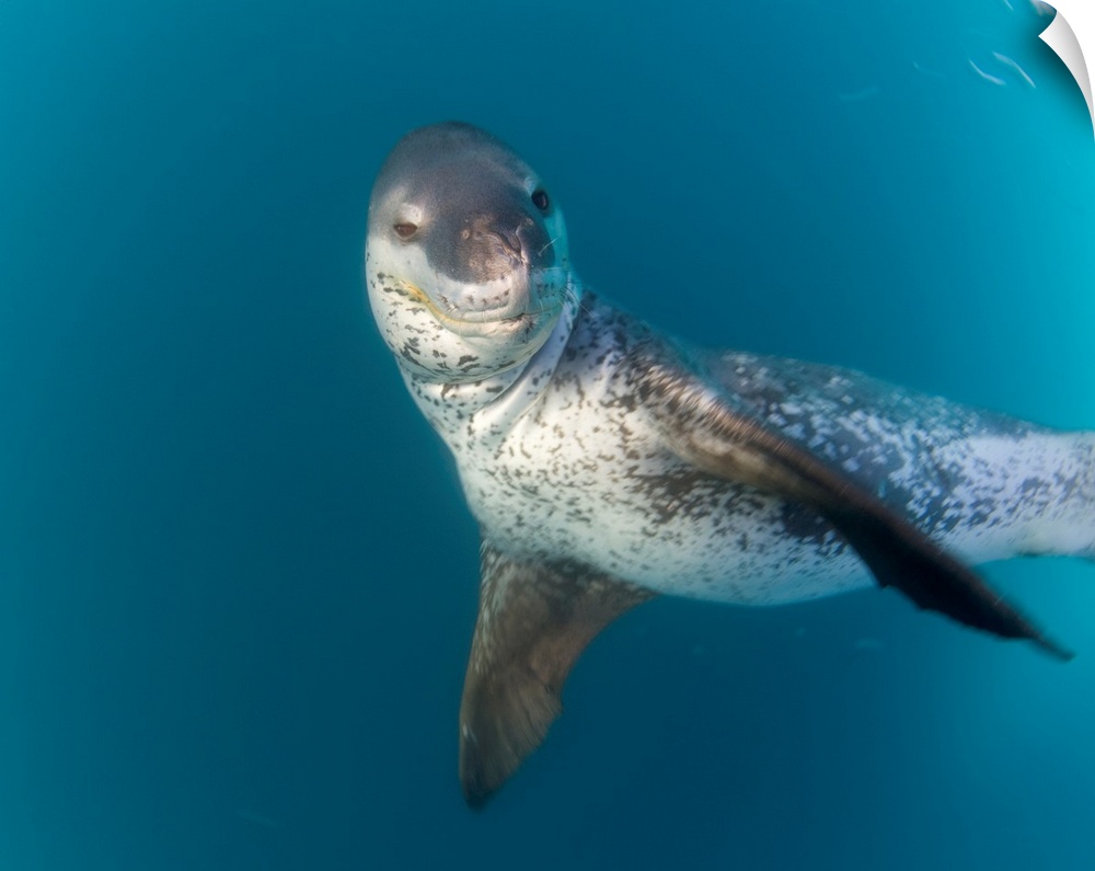 Leopard Seal South Shetland Islands