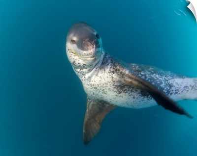 Leopard Seal South Shetland Islands