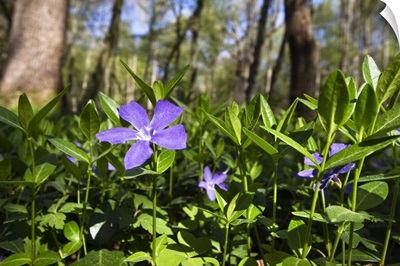 Lesser Periwinkle (Vinca minor) flowers in deciduous forest, Upper Bavaria, Germany