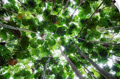 Licuala Fan Palm canopy, Daintree National Park, Queensland, Australia