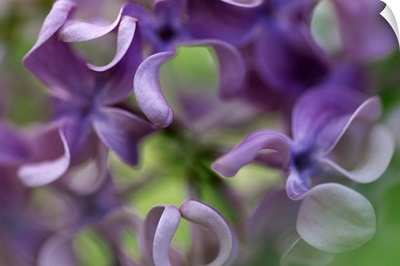 Lilac (Syringa sp) flower, close up of purple petals