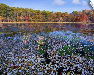 Lily Pads And Autumn Leaves Lake, Daingerfield State Park, Texas