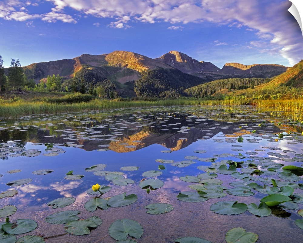 Small lily pads lay on the surface of water where there is a reflection of mountains from the background.