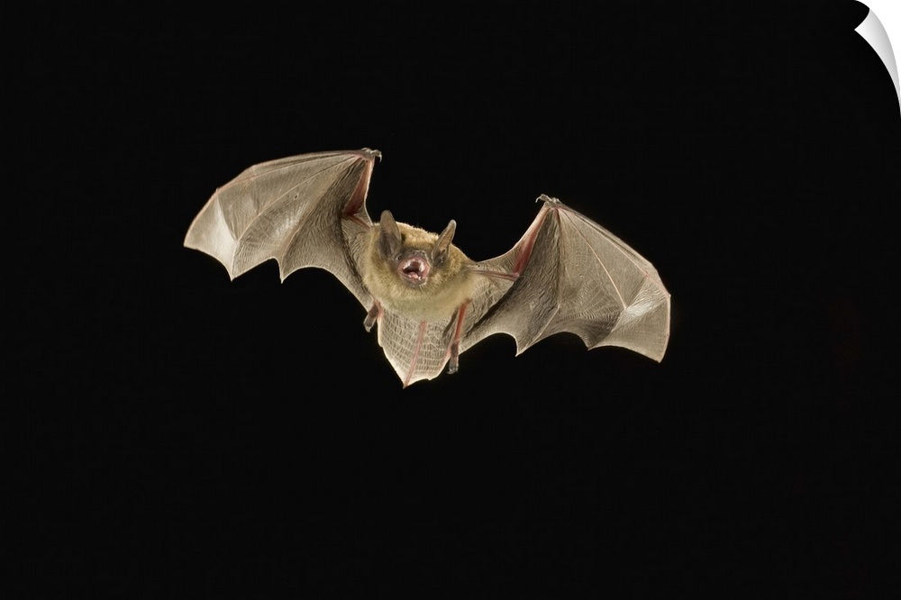 A arizona myotis (Myotis occultus) bat, in flight at night. Coconino National Forest, Arizona.