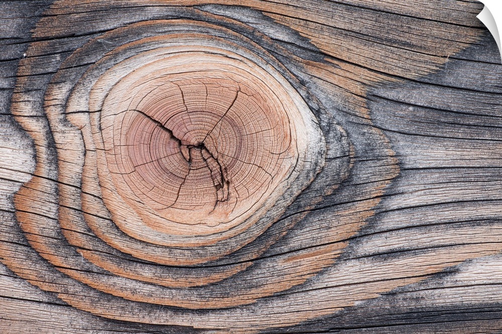 Lodgepole Pine (Pinus contorta) wood patterns, Yellowstone National Park, Wyoming.
