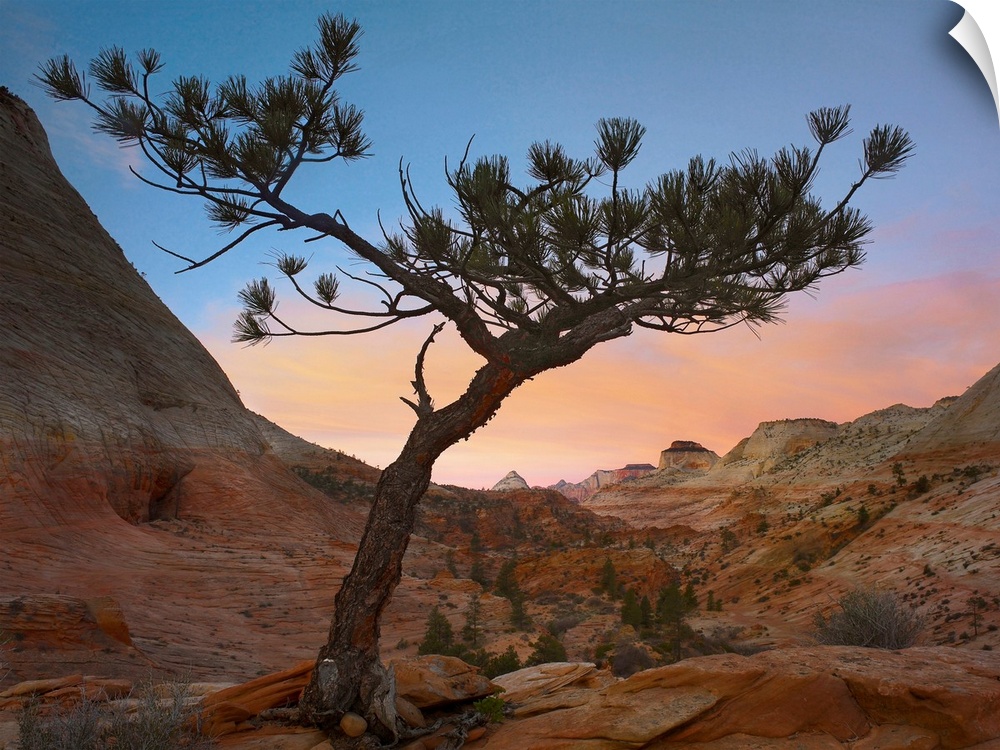 Lone pine tree with East and West Temples in the background, Zion National Park, Utah