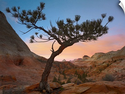 Lone pine tree with East and West Temples in the background, Zion National Park, Utah