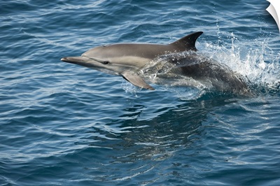 Long-beaked Common Dolphin jumping, Baja California, Mexico