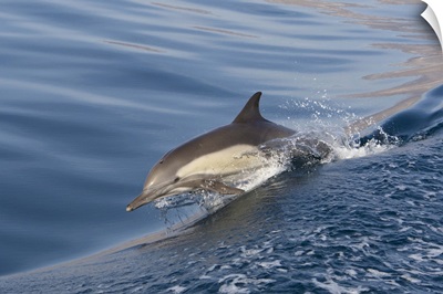 Long-beaked Common Dolphin porpoising, Baja California, Mexico