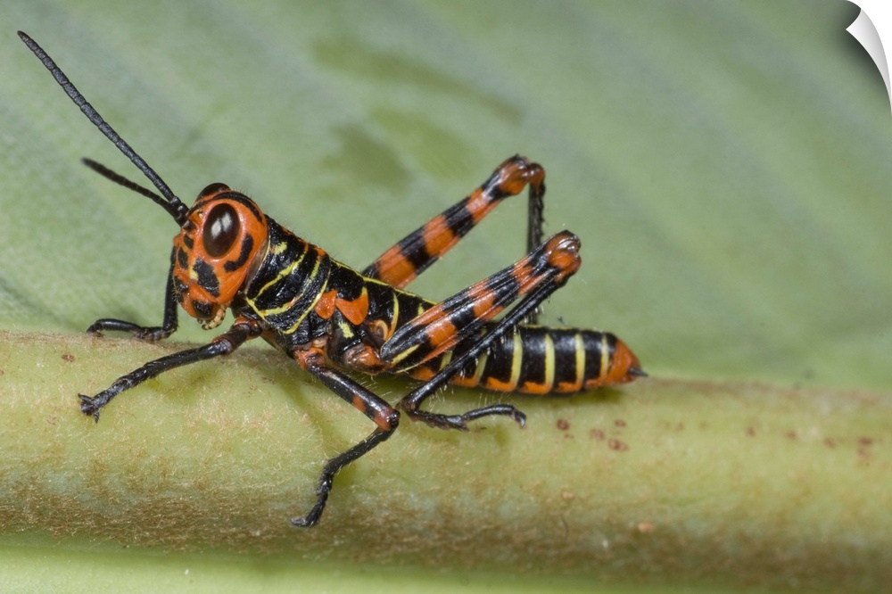 grasshopper, insect, macro, costa rica