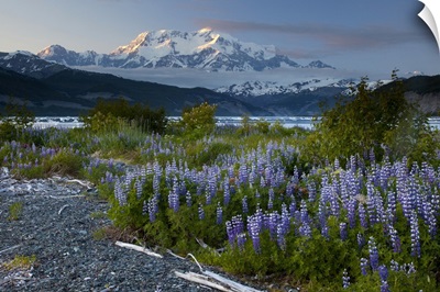 Lupine (Lupinus sp) flowers and Mount Saint Elias, Alaska