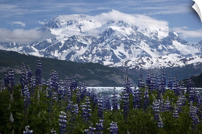 Lupine (Lupinus sp) flowers and Mount Saint Elias rising above Taan Fjord, Alaska