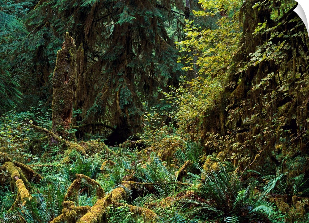 Lush vegetation in the Hoh Rain Forest, Olympic National Park, Washington